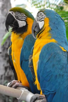 Tropical Parrot