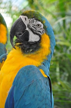 Tropical Parrot