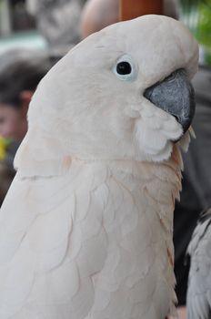 Tropical Parrot