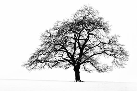 A lone tree in a snow covered field