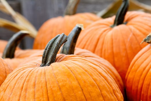 Top stems of the pumpkin. shallow depth of field focus on lead pumpkins stem