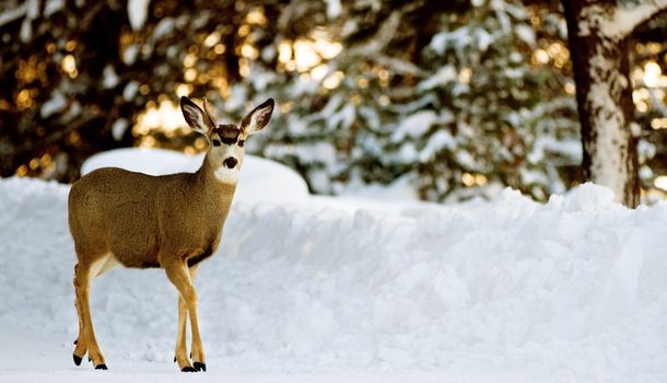 Single young deer on a path with a pile of snow and trees behind him.