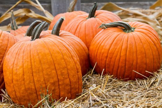 Orange uncarved pumpkins sitting on a bed of hay