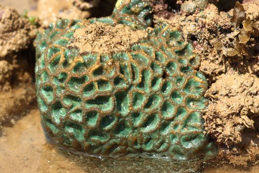 hard coral at low tide, thailand