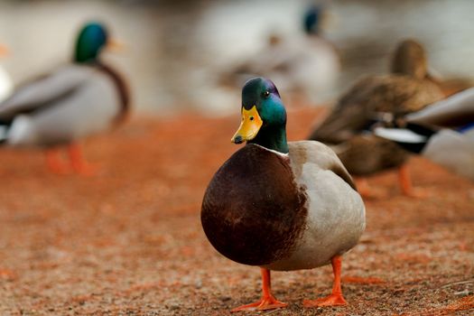 Mallard against a colorful orange background with fellow ducks. shallow depth of field