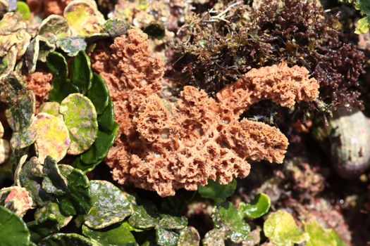 hard coral at low tide, thailand