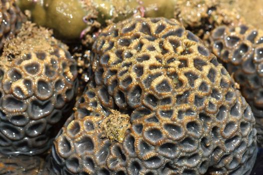 hard coral at low tide, thailand