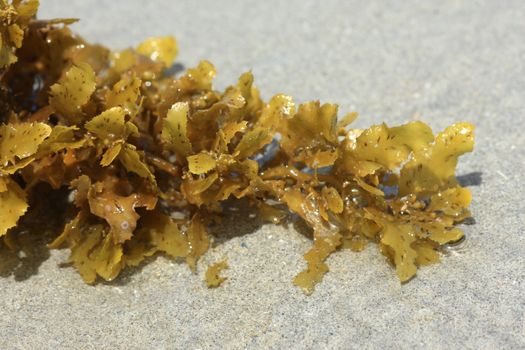 Alga on the beach of thailand