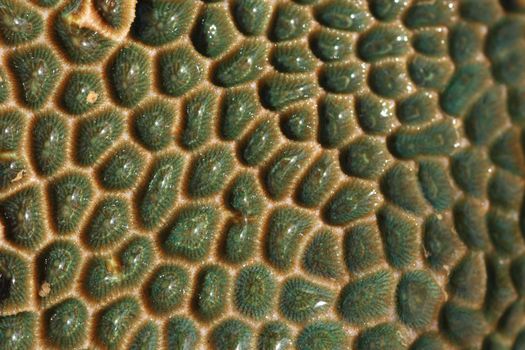 hard coral at low tide, thailand