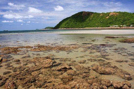 Corals in shallow waters during low tide off the coast  , Thailand