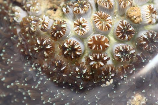 Coral flourishing under water