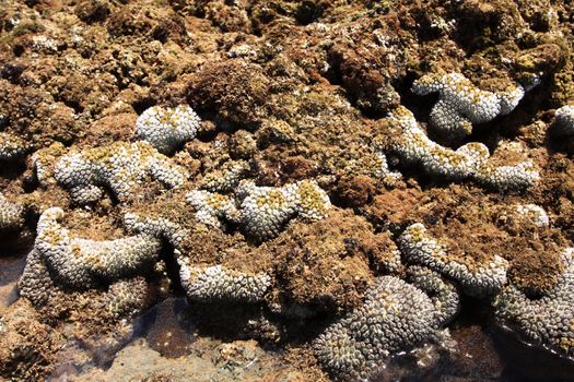 Corals in shallow waters during low tide off the coast  , Thailand