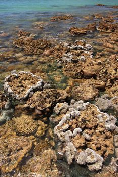 Corals in shallow waters during low tide off the coast  , Thailand