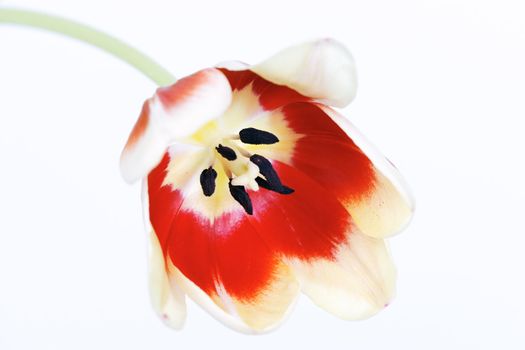 beautiful tulip on white isolated background