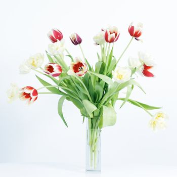 Beautiful red and yellow tulips on white background