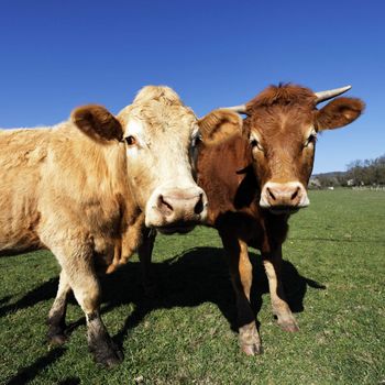 brown cows portrait in french country with blue sky