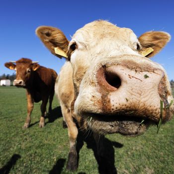 brown cows on green grass in french country in summer