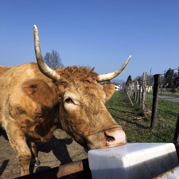 cow eating in french country under the sun
