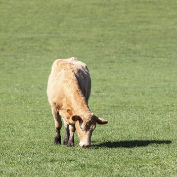 cow standing alone in green pasture 