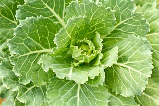 Closeup cabbage seedlings grown in a field.