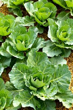 Closeup cabbage seedlings grown in a field.