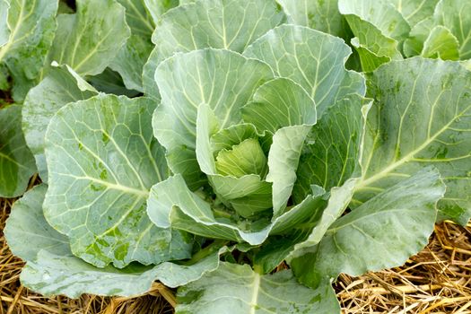 Closeup cabbage seedlings grown in a field.