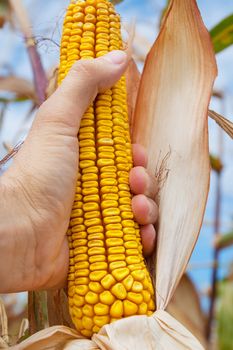 corn field in hand at harvest time