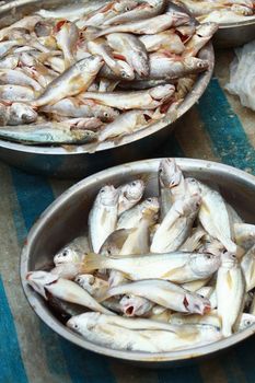 Fresh fishes in market