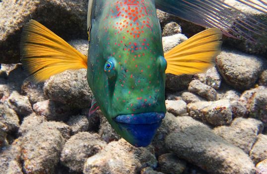 Broomtail Wrasse fish living on the coral reef in the Red Sea