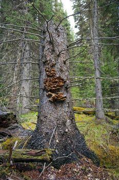 Mushrooms growing on an old pine tree broken