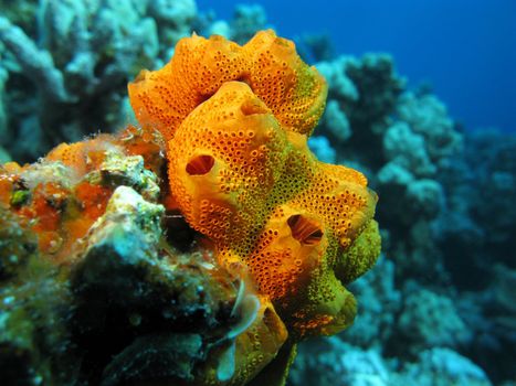 coral reef with beautiful great orange sponge on the bottom of tropical sea