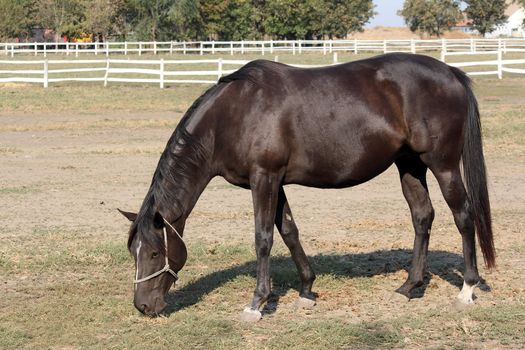 black horse in corral ranch scene