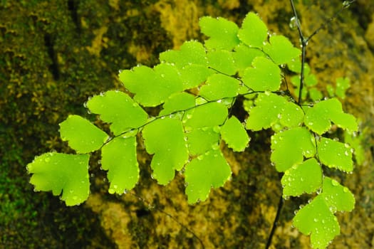 Green fern branch in  rainforest, Thailand.