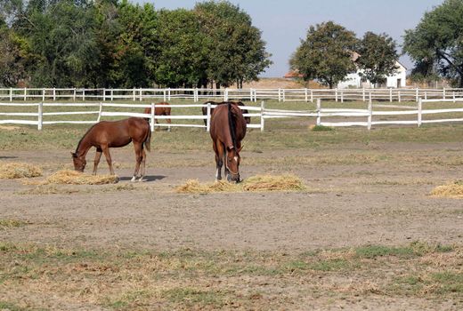 horses and foal eat hay