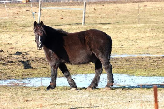Black Horse in winter in morning sun
