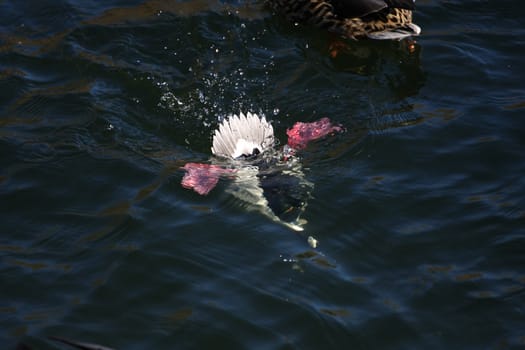 Bufflehead Duck Bucephala albeola diving for food in morning sun