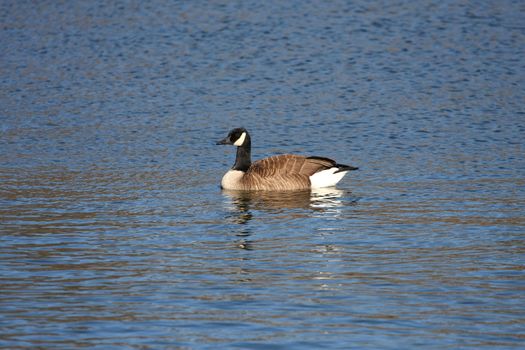 Canada Goose Branta canadensis in water in morning sun