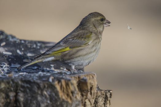 The picture of Greenfinch is shot by a tree stump in the forest at Fredriksten fortress in Halden, Norway a day in April 2013.