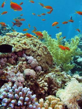 colorful coral reef with exotic fishes and hard corals at the bottom of red sea in egypt







colorful coral reef with exotic fishes and hard corals at the bottom of tropical sea