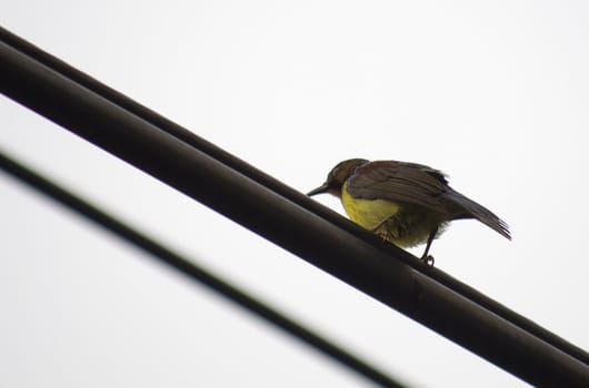 Olive-backed sunbird live in city