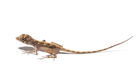 small lizard on a white background