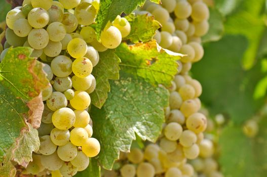 Chardonnay Grapes Close Up