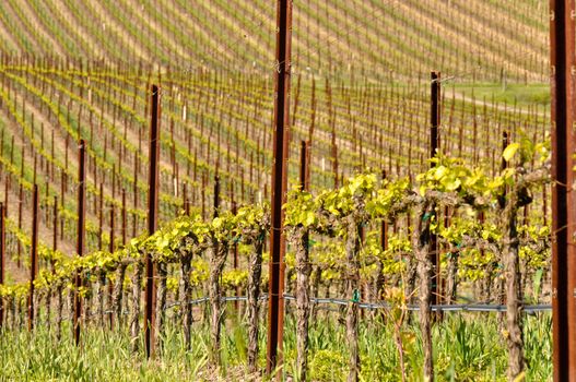Grapes Vines in Vineyard during Spring