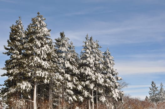 Trees in the Winter