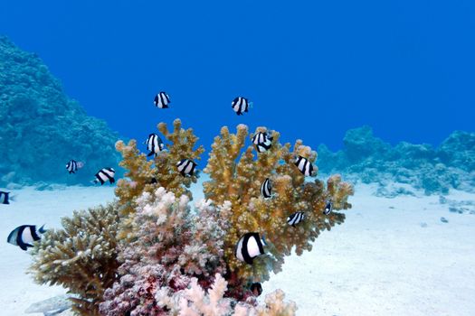 coral reef with hard coral and exotic fishes at the bottom of red sea in egypt