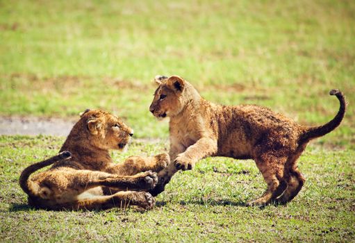 Small lion cubs playing on savannah. Ngorongoro crater in Tanzania, Africa.