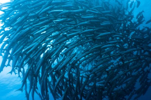 School of barracudas underwater. Sipadan. Celebes sea