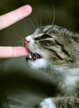 Cat eating human finger.