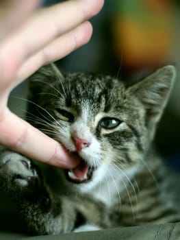 Cat eating human finger.