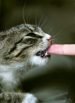 Cat eating human finger.